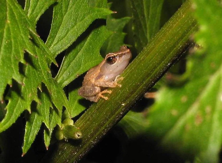 a frog sitting on a green leaf next to the grass