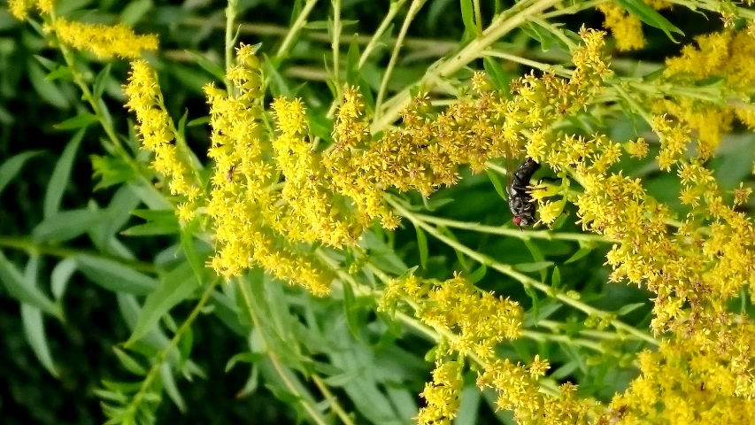 an image of a yellow plant with two bugs on it