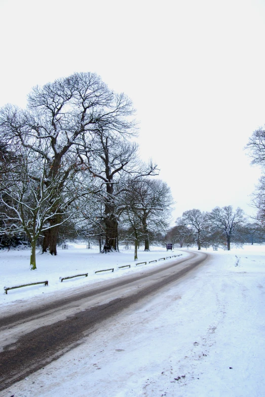 snowy road and parking benches lined up alongside trees