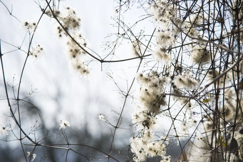 a tree nch with white flowers hanging down