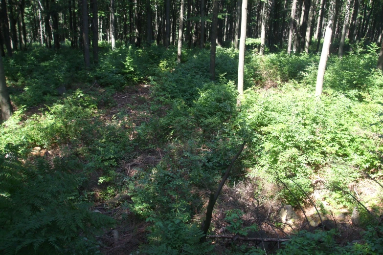 a large open forest filled with lots of trees