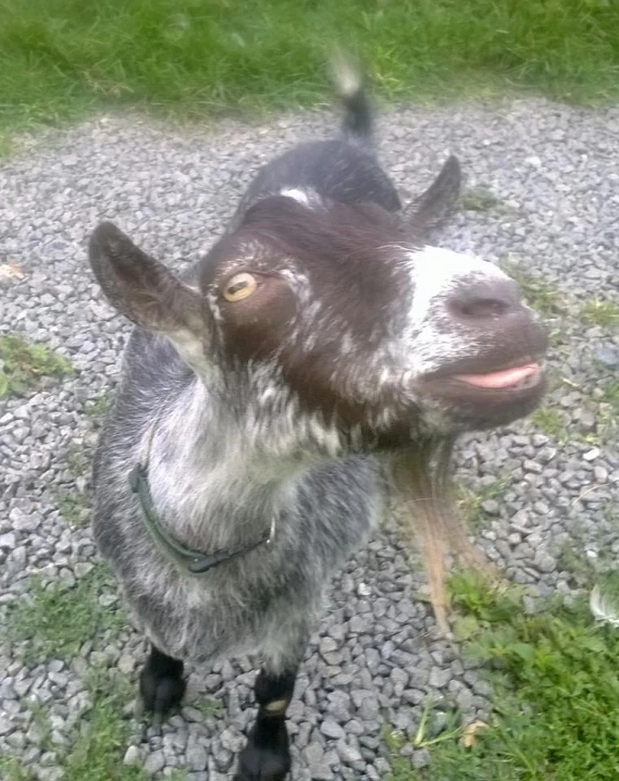 a goat that is sticking its head up