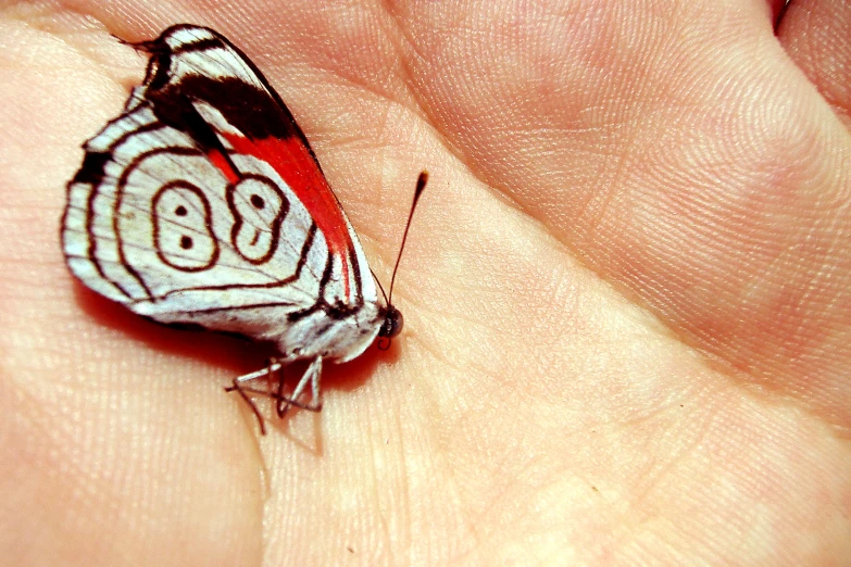 a large black and red erfly sitting on top of a palm