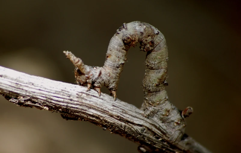 a long, spiky stick on a wooden limb