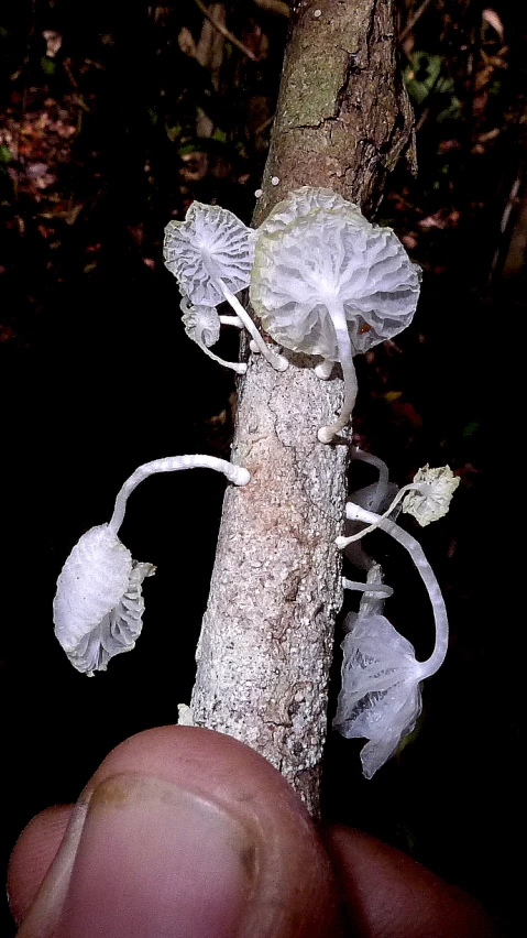 a tiny white flower growing from the bark of a tree