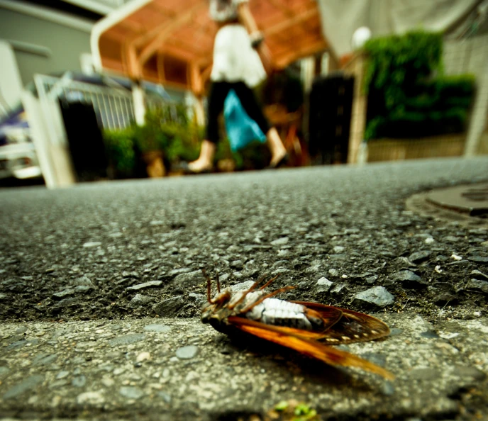 a brown, white and black bird on a street