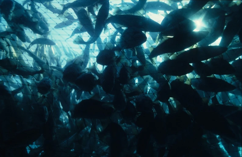 a sea aquarium filled with large fish swimming on top of water