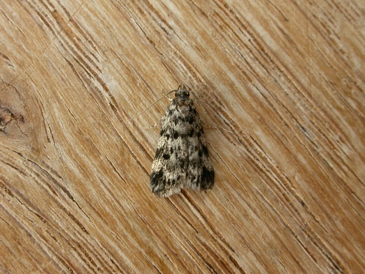 a small grey moth sitting on a wood surface