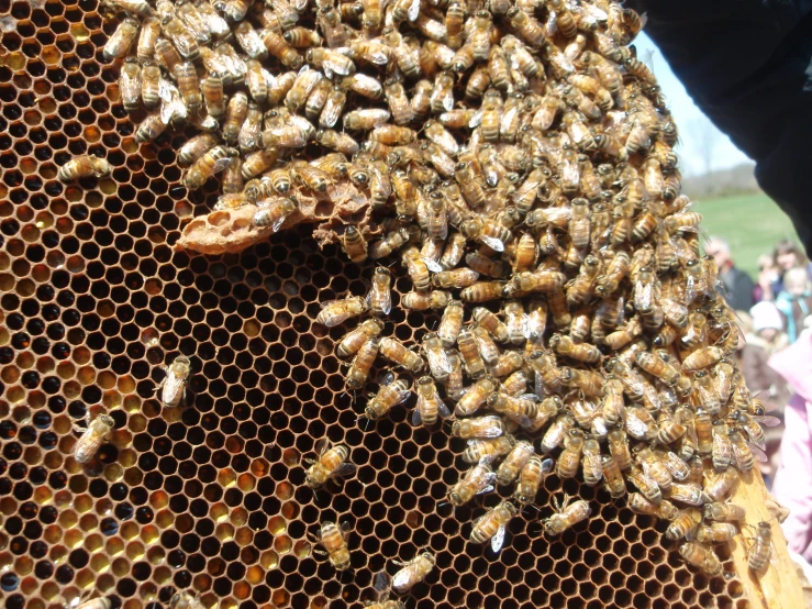 bees in their hives on the side of a hive