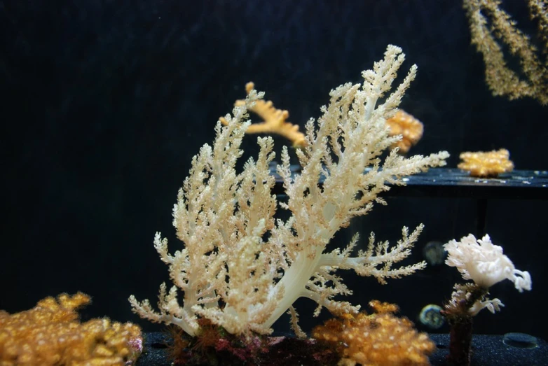 some corals and other fish in an aquarium