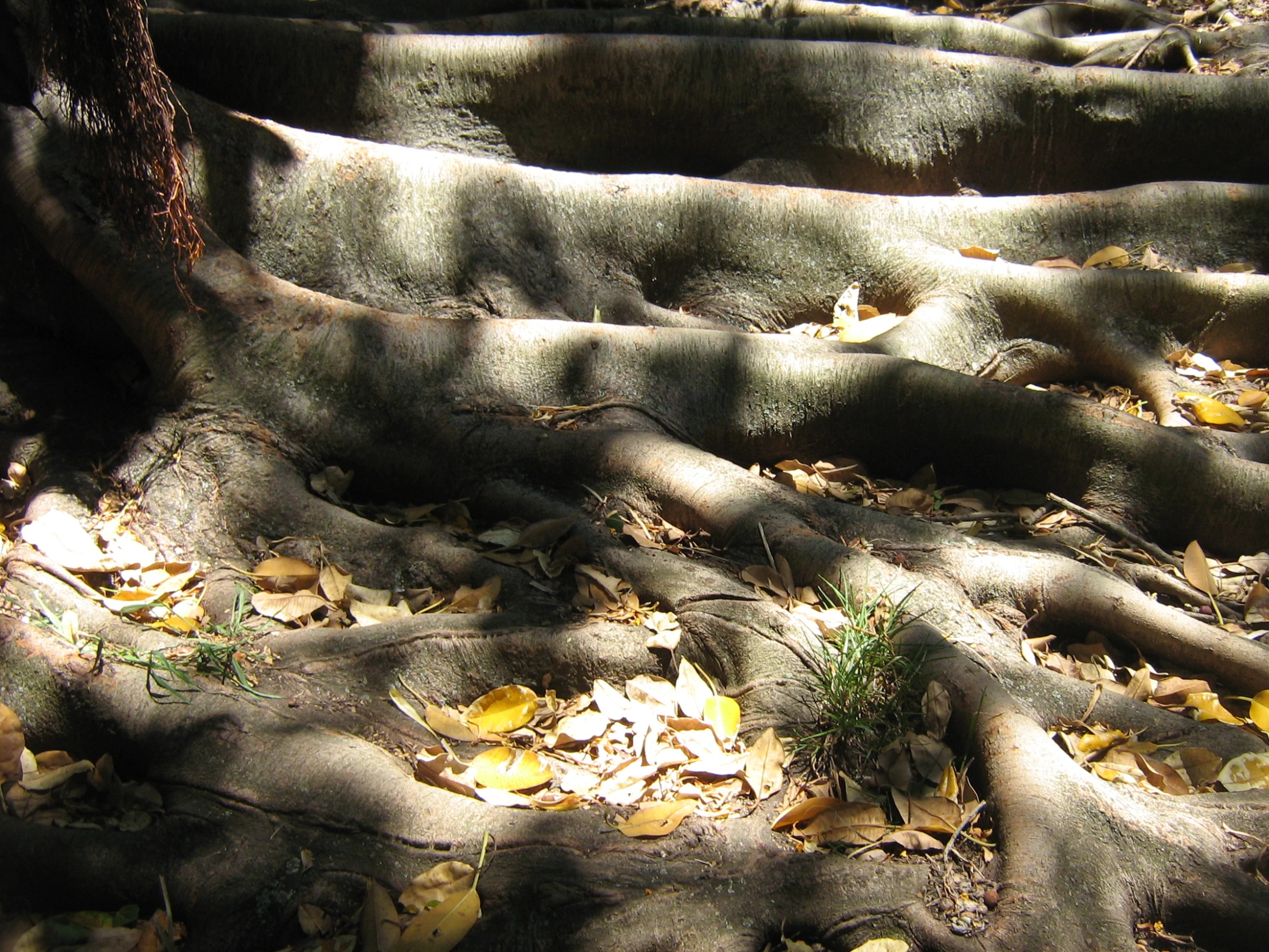 tree roots reaching down in the forest with leaves on the ground