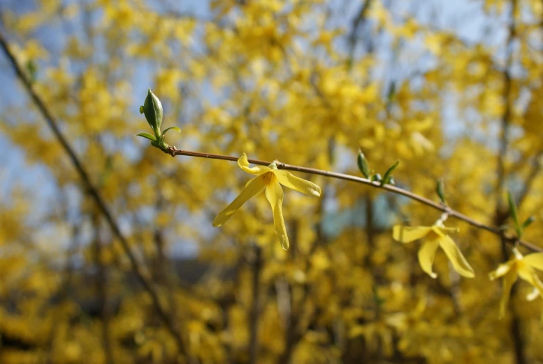 the flowers on the stem are starting to blossom