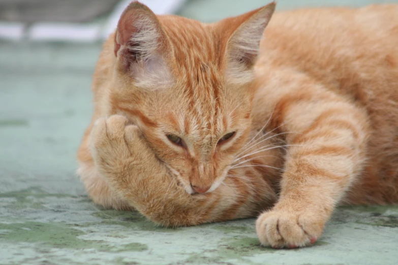 an orange cat snuggles on the floor with its paw