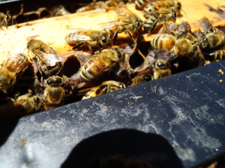 a bunch of bees that are on top of a box