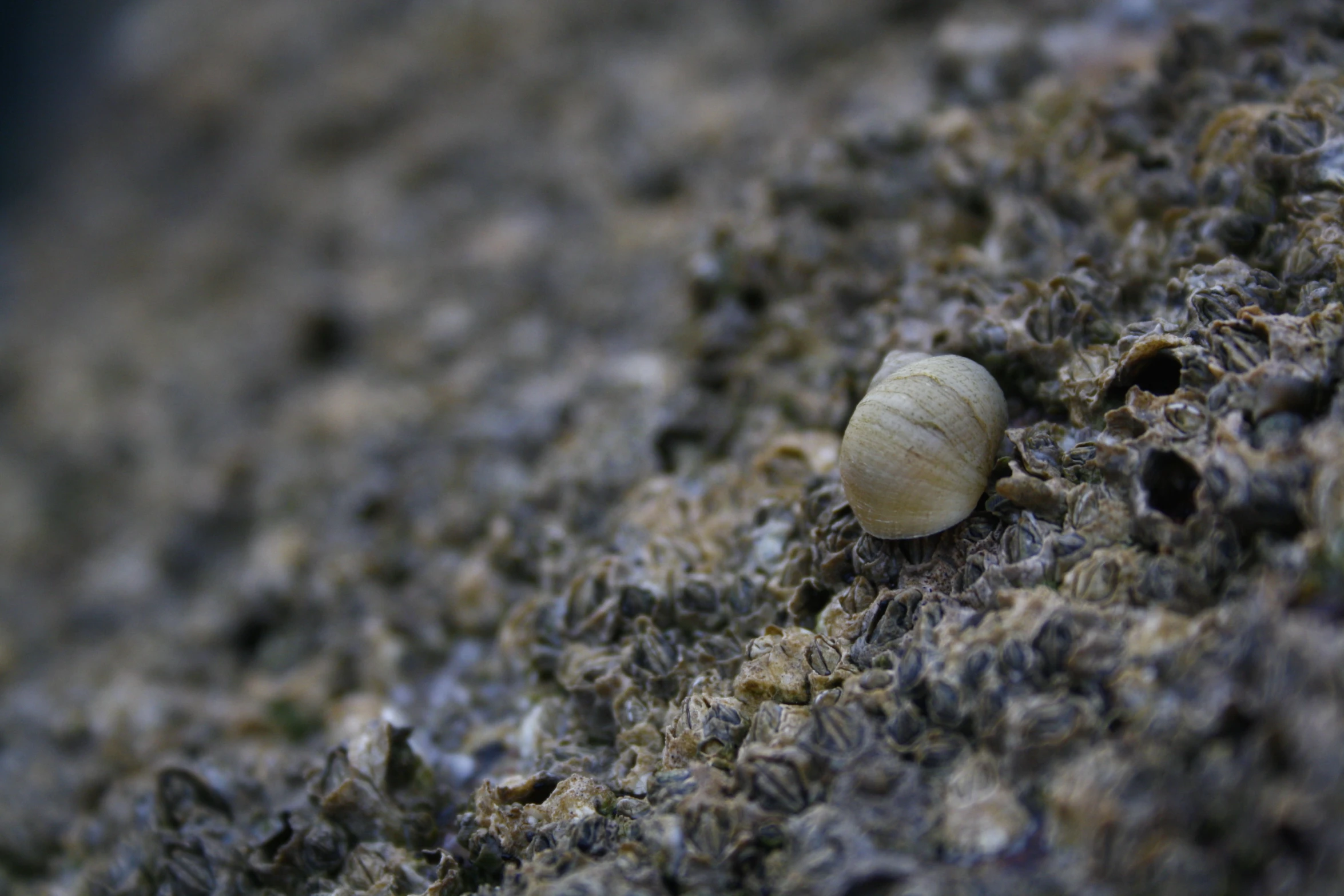 snail crawling on top of some dirt and rock