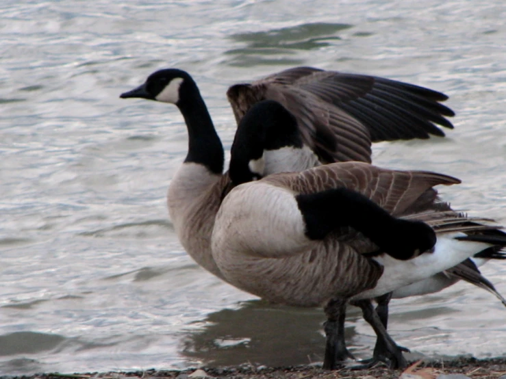 two geese standing on the shore by the water