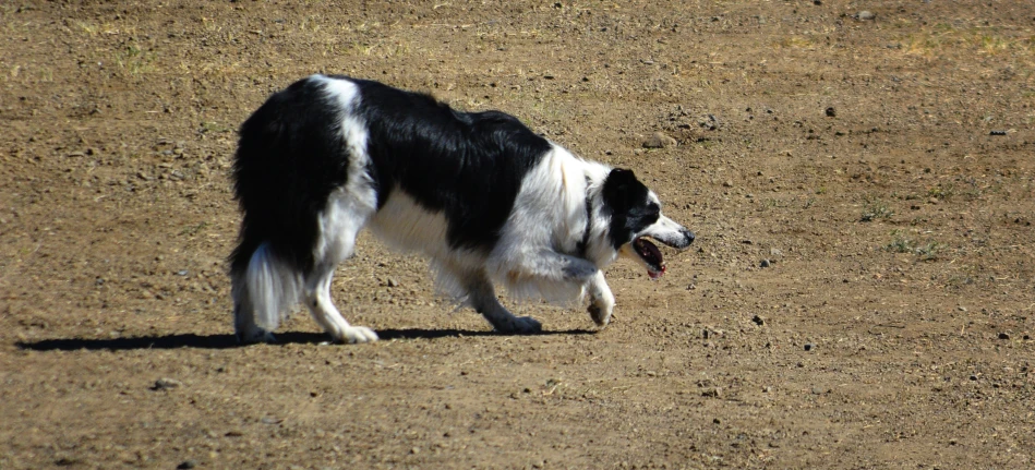 the dog is walking around in the dirt