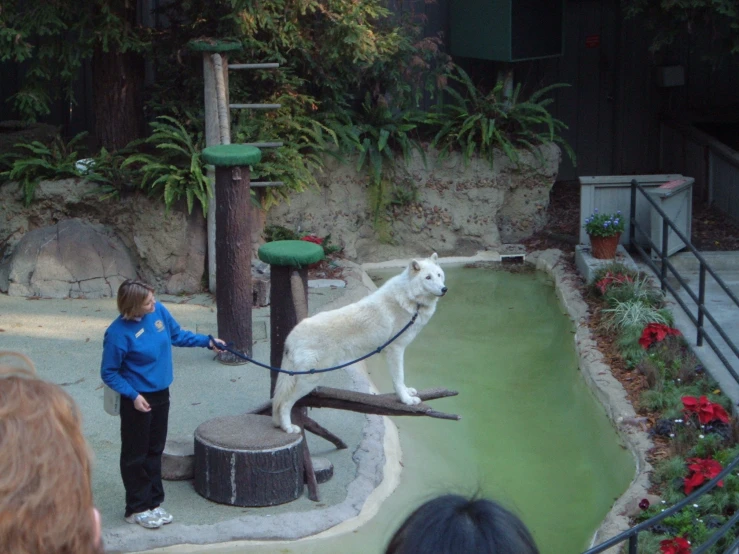 a child leads an animal that is on a rope