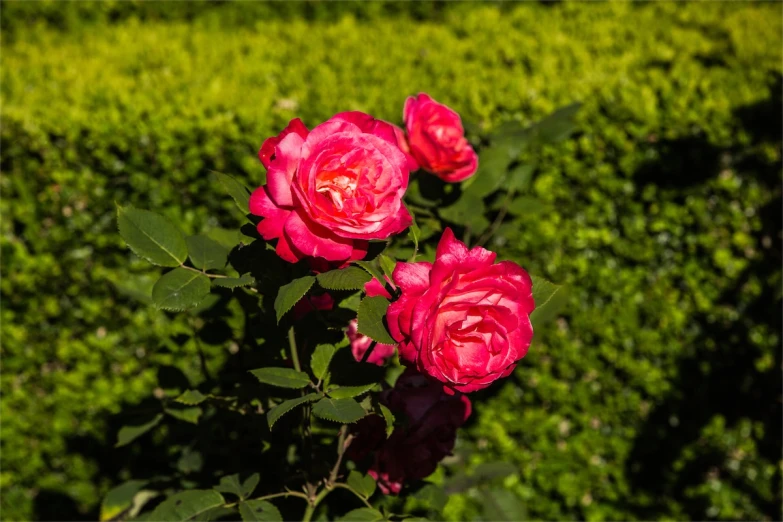 three red roses with green leaves in the background