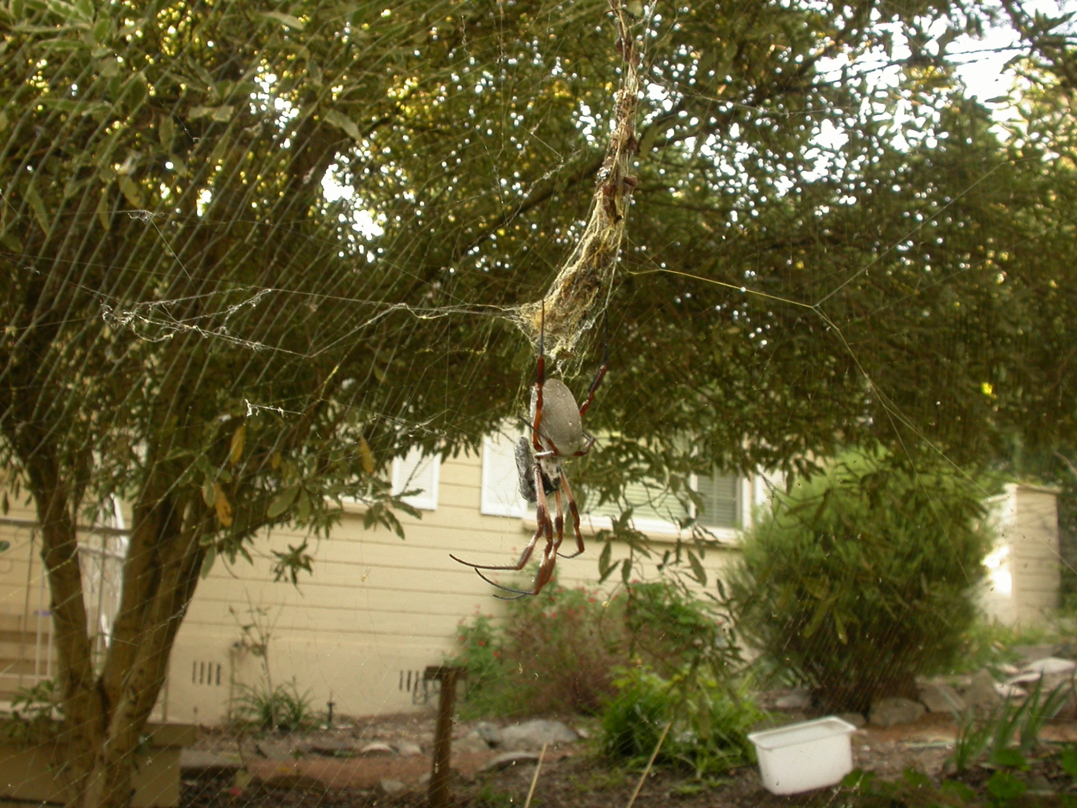 an old - fashioned hanging upside down from the trees with no nches