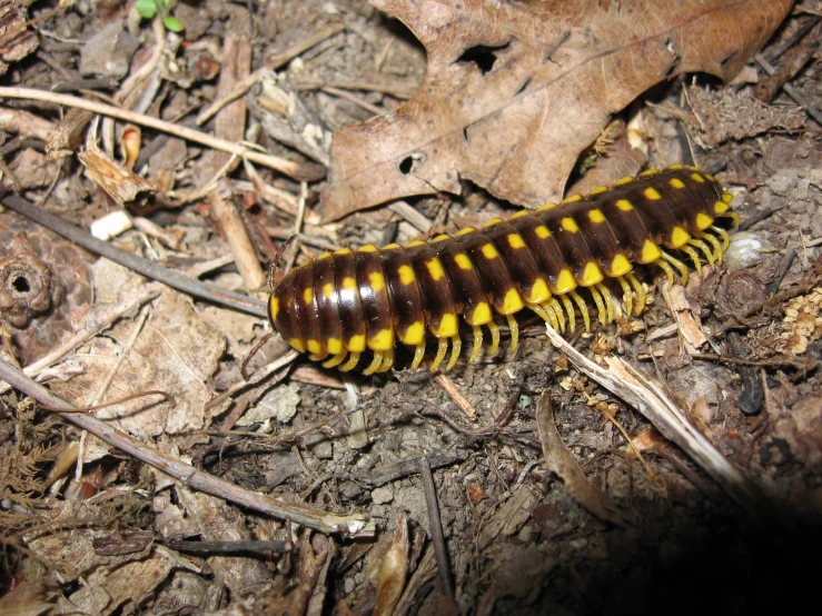 a small, yellow and brown animal on the ground