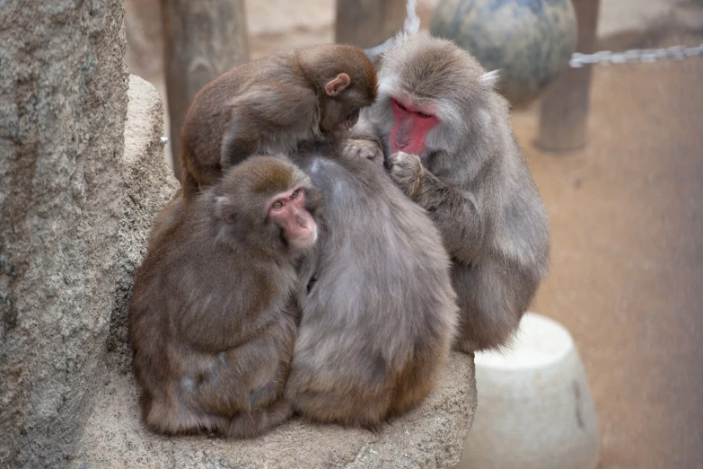 four monkeys sitting next to each other on a rock