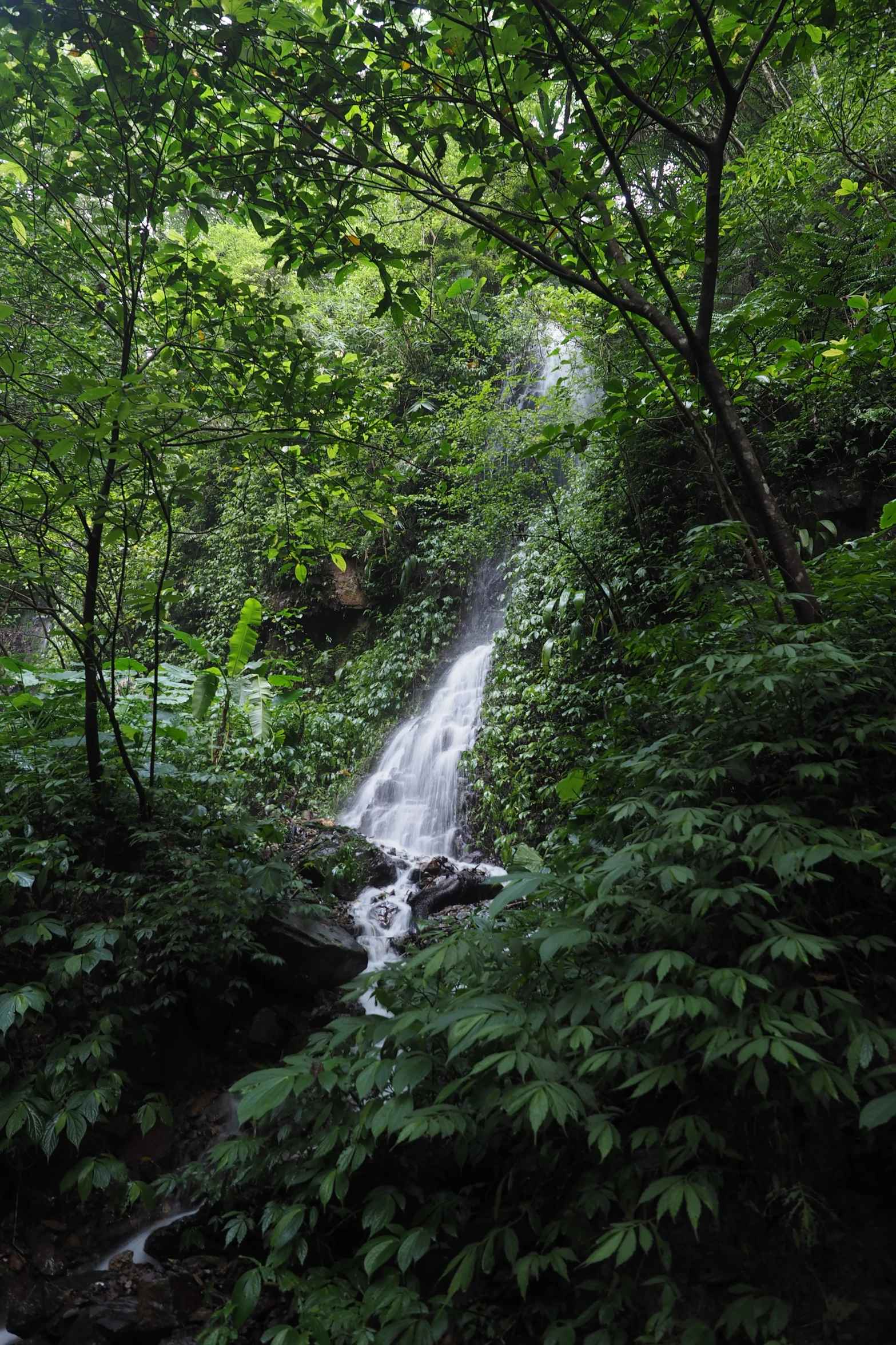 a small waterfall on a narrow creek with lush green foliage