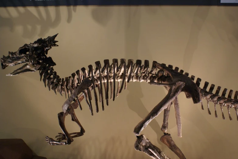 an image of a museum exhibit with a dinosaur skeleton