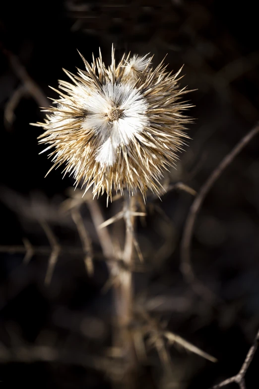 a close up of a flower on a bush with little leaves