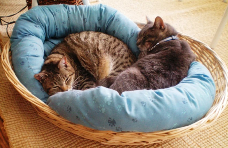 two cats are asleep in a pet bed