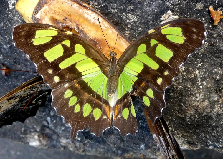 green and brown erfly with black wings next to some banana peel