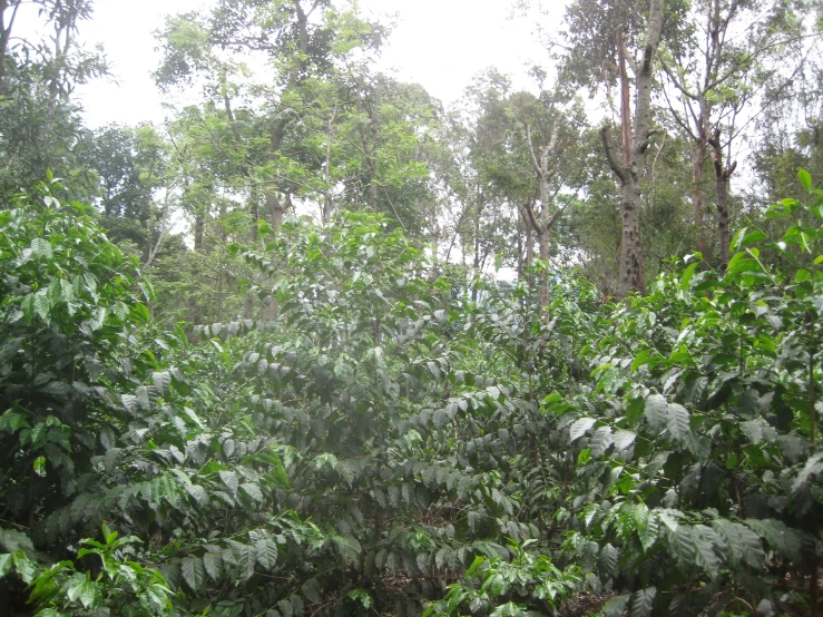 view of trees and foliage near the forest