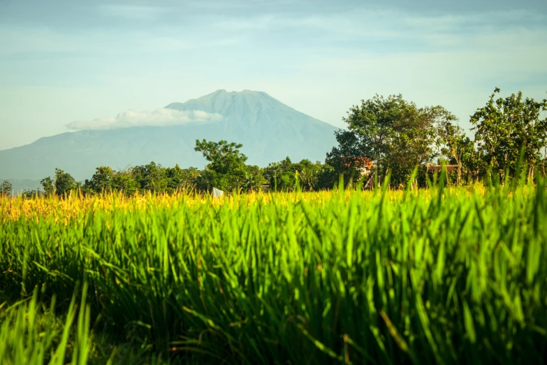 the grassy field near a mountain has tall plants