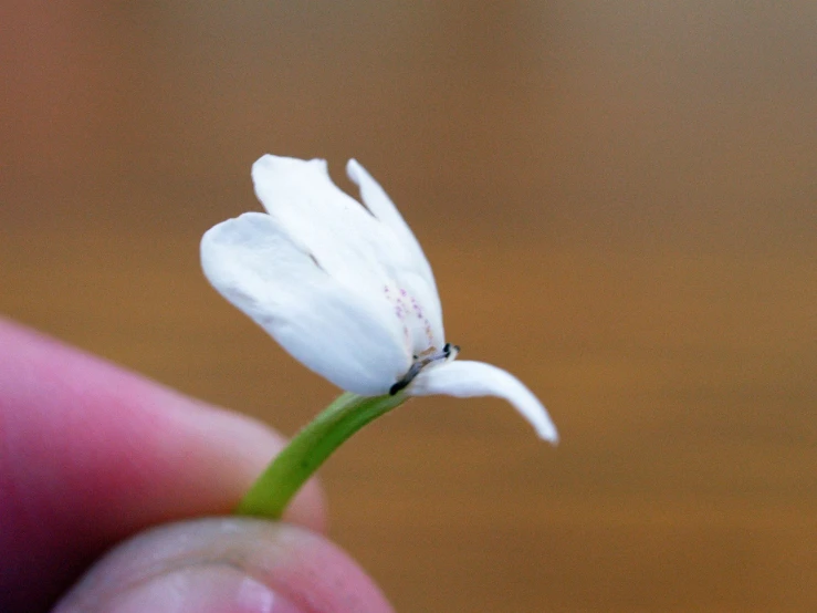 the tiny white flower is starting to buddle