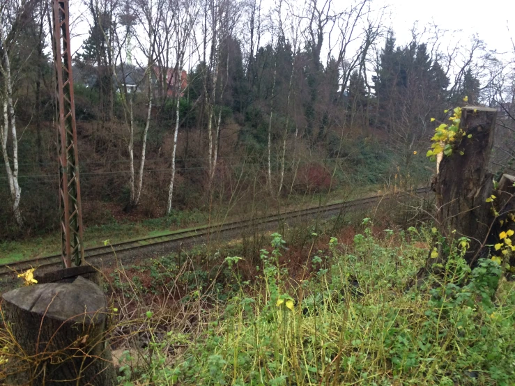 the train tracks passing through an empty wooded area