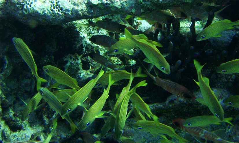 small groups of fish swimming in an aquarium