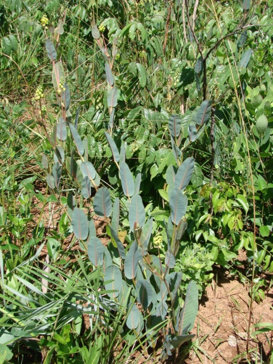 a very big pretty green plant in the dirt