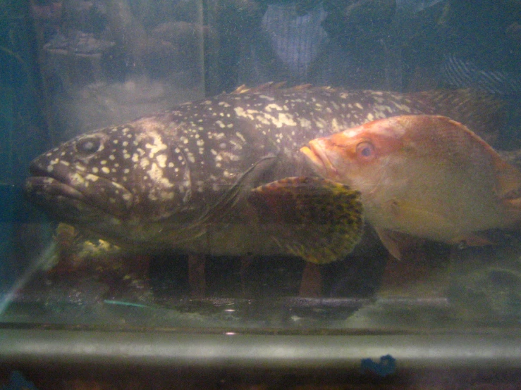 a large fish is sitting in a small tank