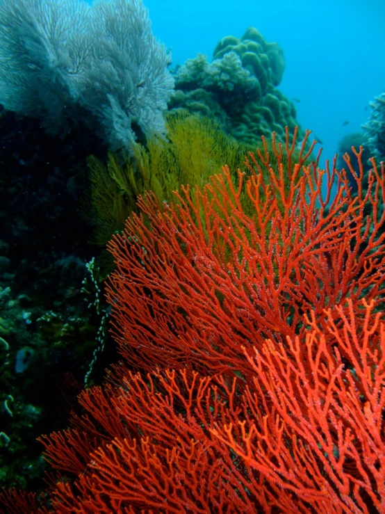 an ocean coral and sea grass growing on a reef