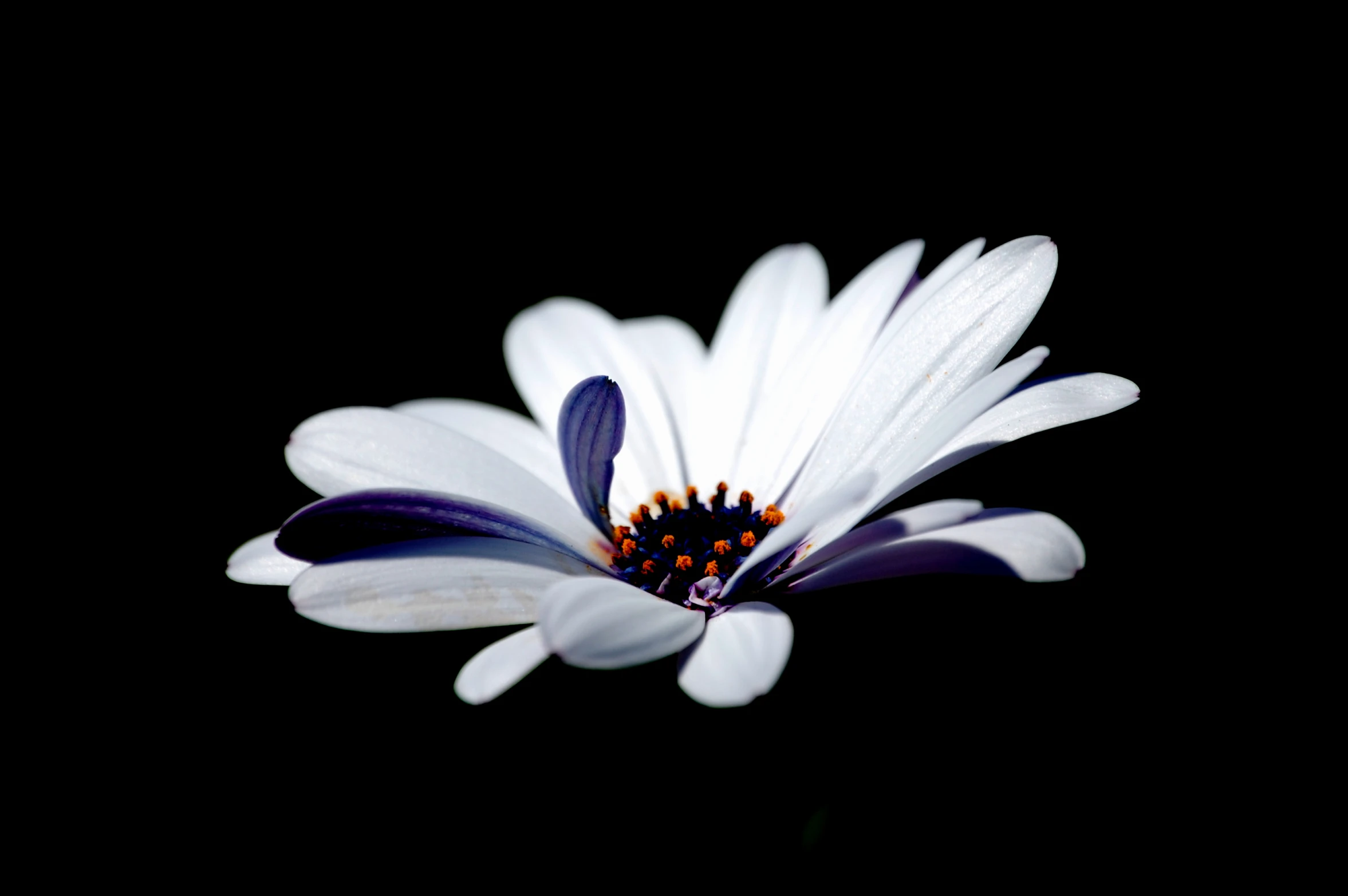 white flowers with blue centers on a black background
