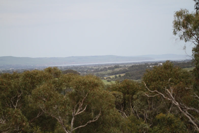 a hill side with some trees in the foreground