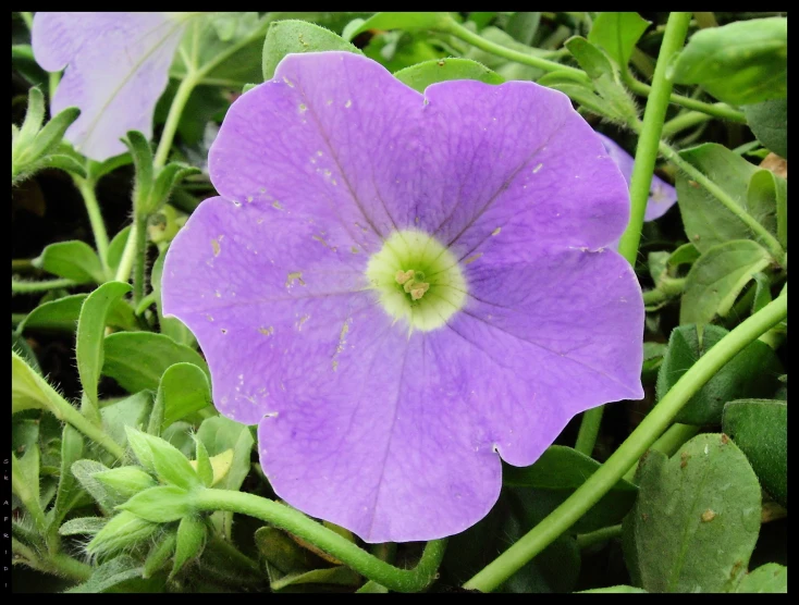 a purple flower is sitting outside by itself