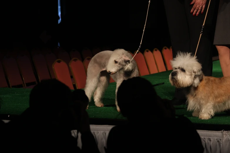 a couple of dogs are standing in the spotlight