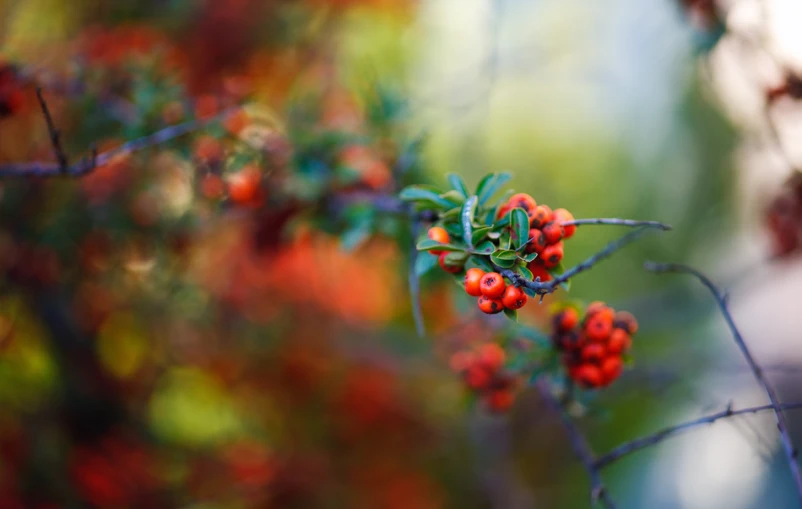 berries on tree nches with a blurry background