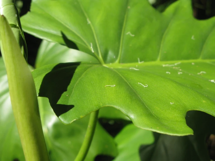 the back side of a large green plant that is still growing