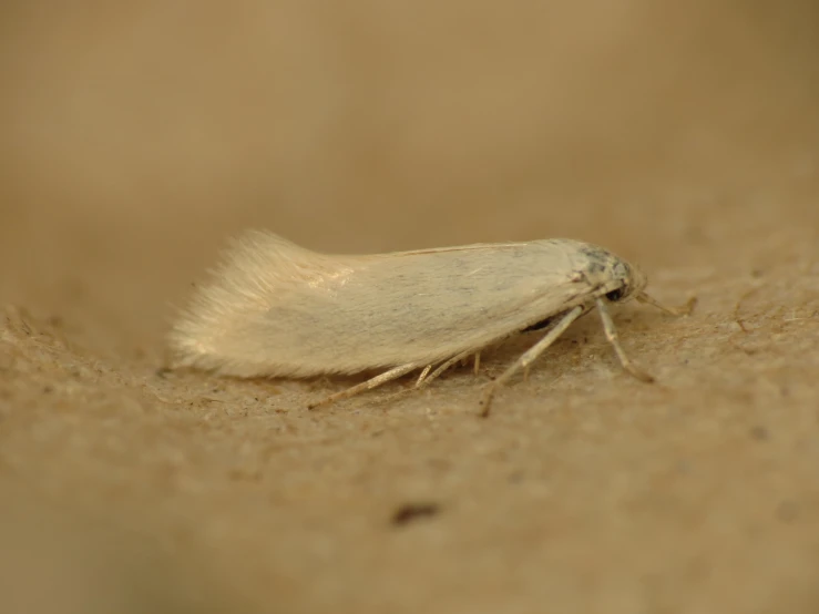 a moth on the ground looking to its left