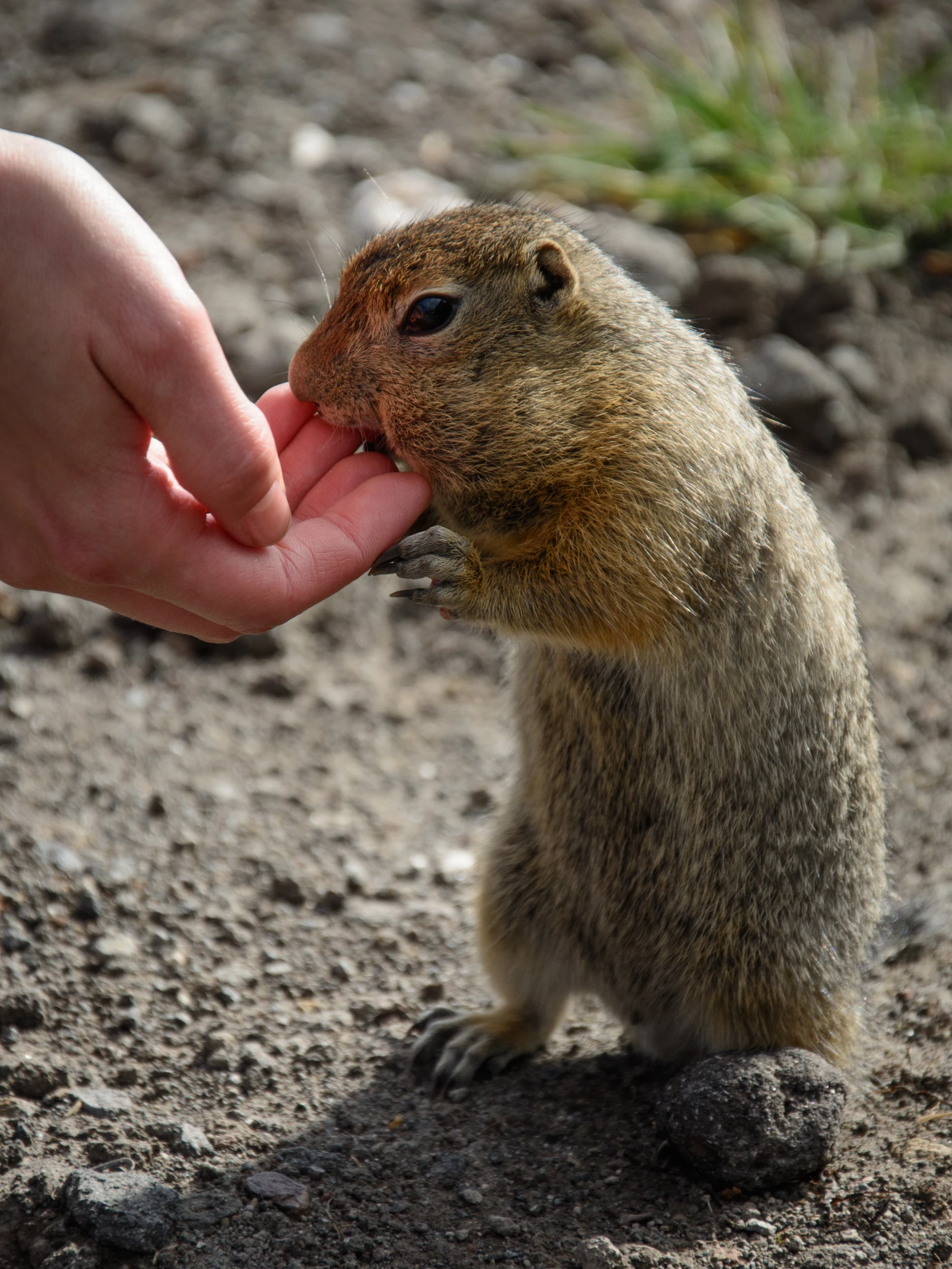 someone is handing a squirrel soing on top of the ground