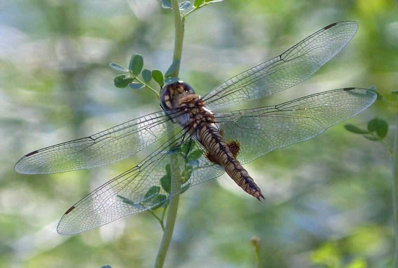 a dragonfly sitting on a nch in the forest