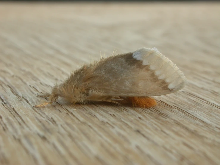 a close - up of a tiny moth on a wooden surface