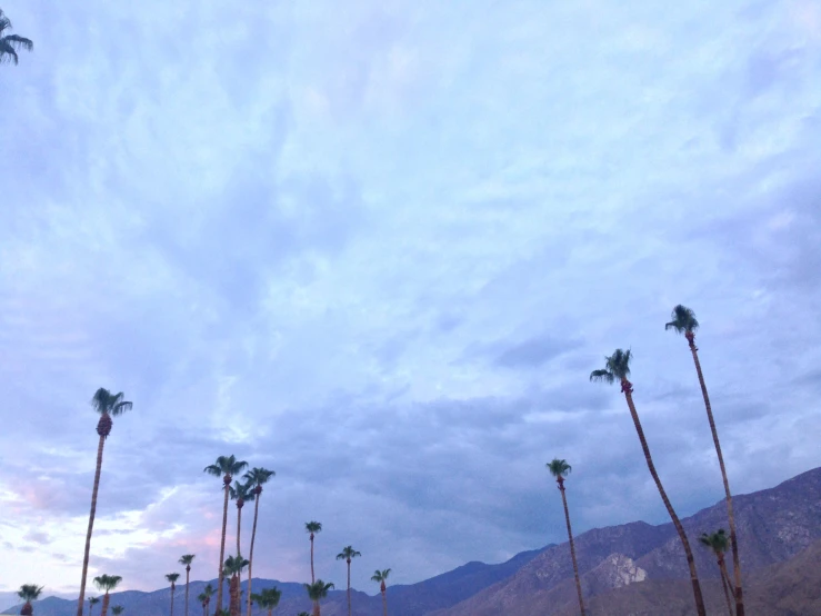 there are palm trees that are standing by the road